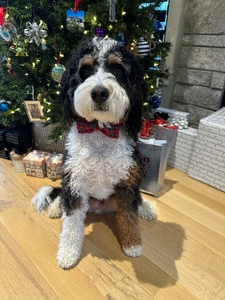 F1 Mini Bernedoodle Winston of Dina & Goose